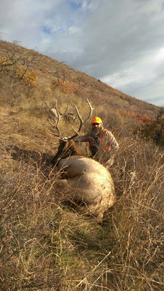 colorado elk 