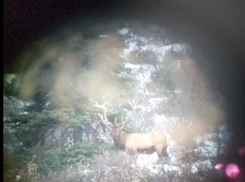 successful elk hunt