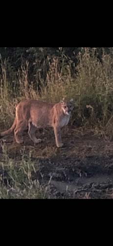 colorado mountain lion 